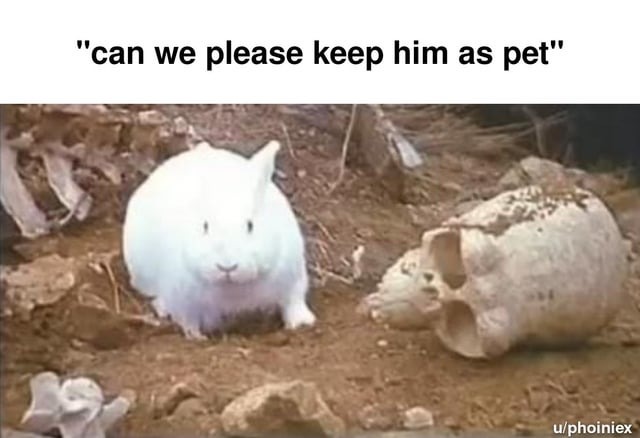 Bunny assassin - meme