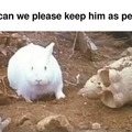 Bunny assassin