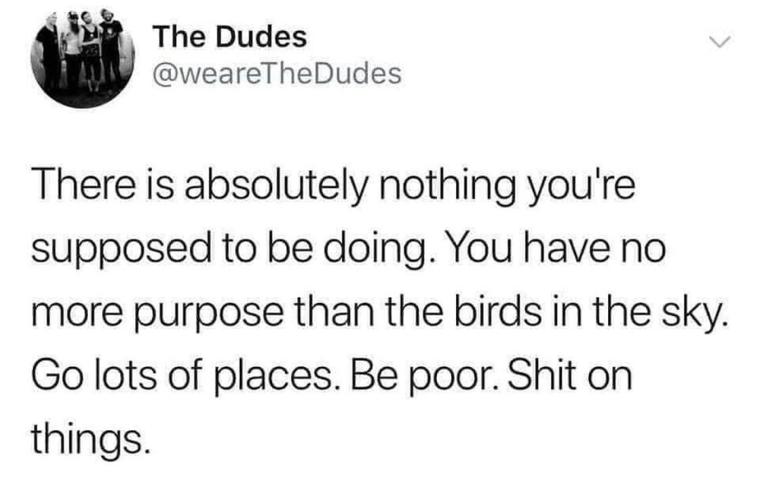 You have no more purpose than the birds. Fly, poop, be free - meme