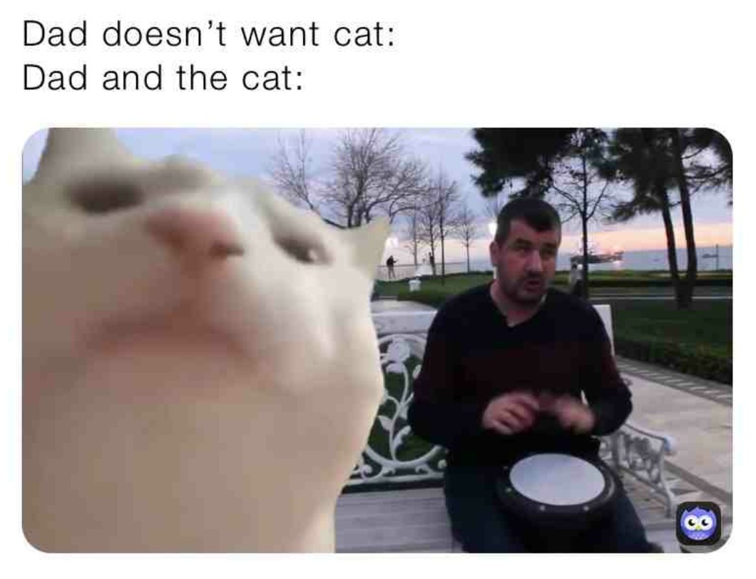Lol this meme cat