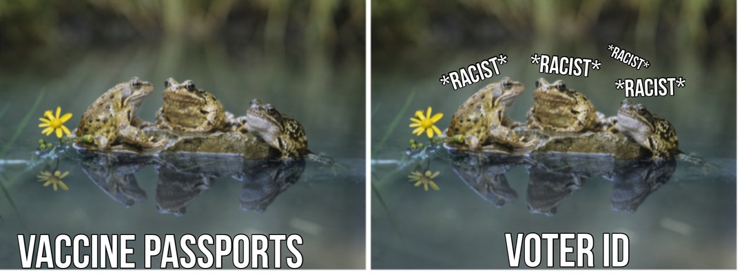 dongs in a frog - meme