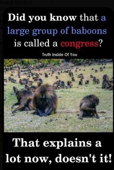 Baboons - meme