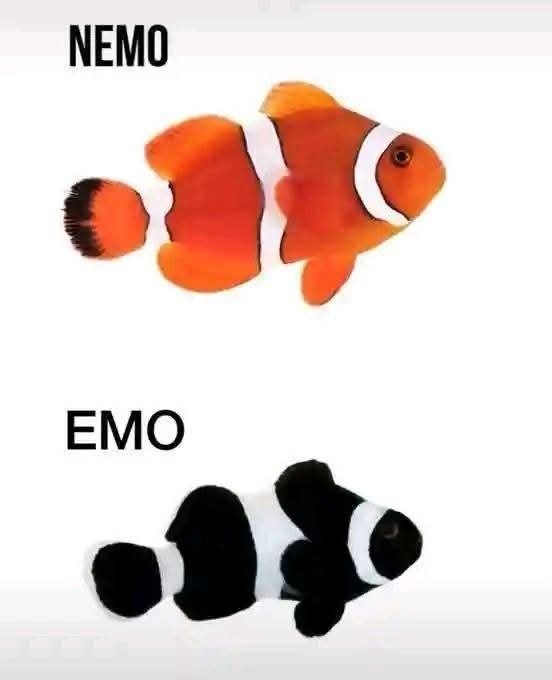Buscando a Nemo pero versión darks - meme