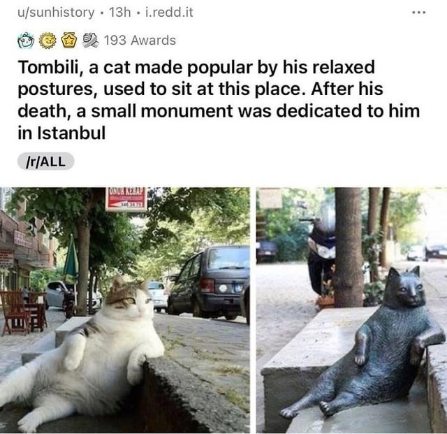 Tombili the chillest cat in Istanbul got his own statue - meme