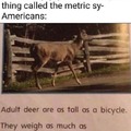 Adult deer are as tall as a bicycle