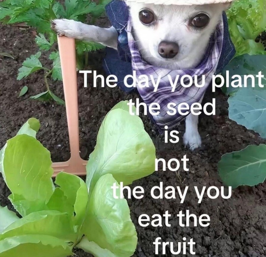 You plant the seed today, not eat the fruit tomorrow - meme