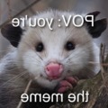 Say opossum stuff in the comments