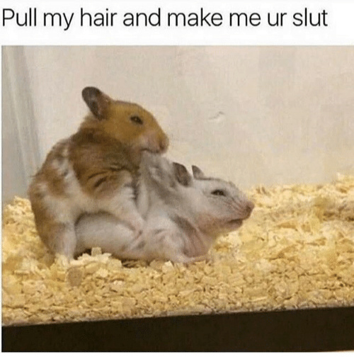 Dam kinky hamsters - meme