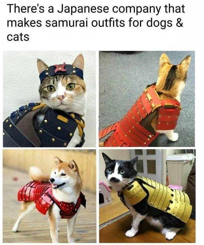 Pet Samurai - meme