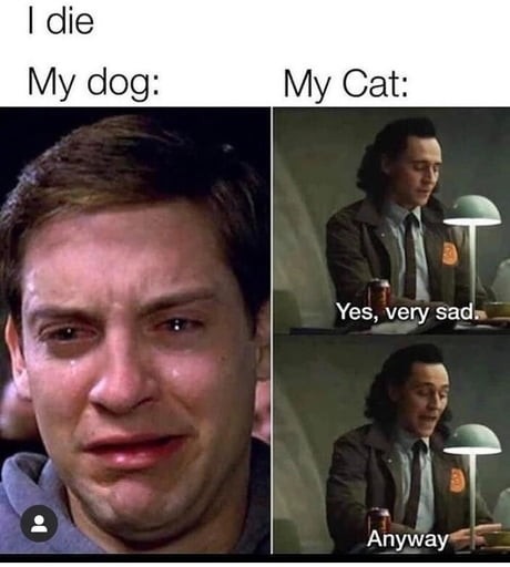 Cats will eat u - meme