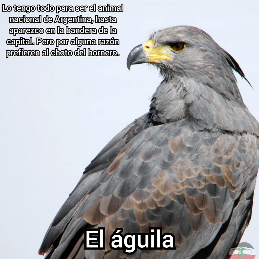 Por si se preguntan, el nombre es "águila coronada" - meme