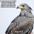 Por si se preguntan, el nombre es "águila coronada"