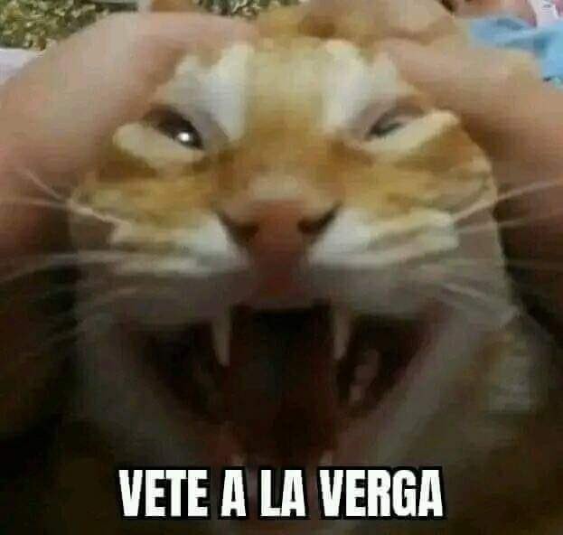 Aquino viendo como su comunidad hace teorías de que es bi - meme