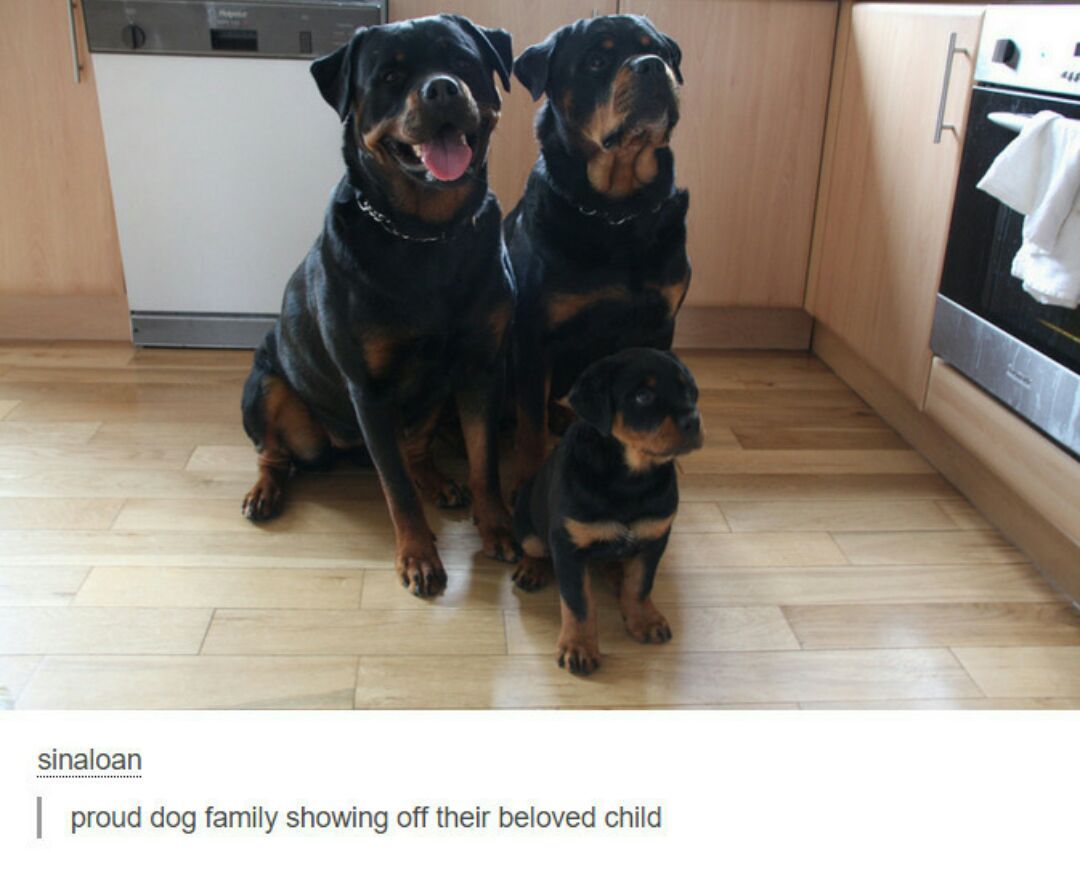 cute doggo family - meme