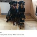 cute doggo family