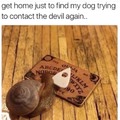 5th comment is a doggo