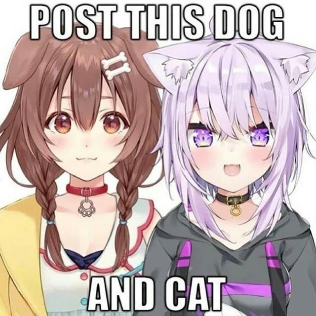 POST THIS DOG AND CAT - meme