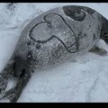 Cjcjoto dibujo su comida en la pobre foca