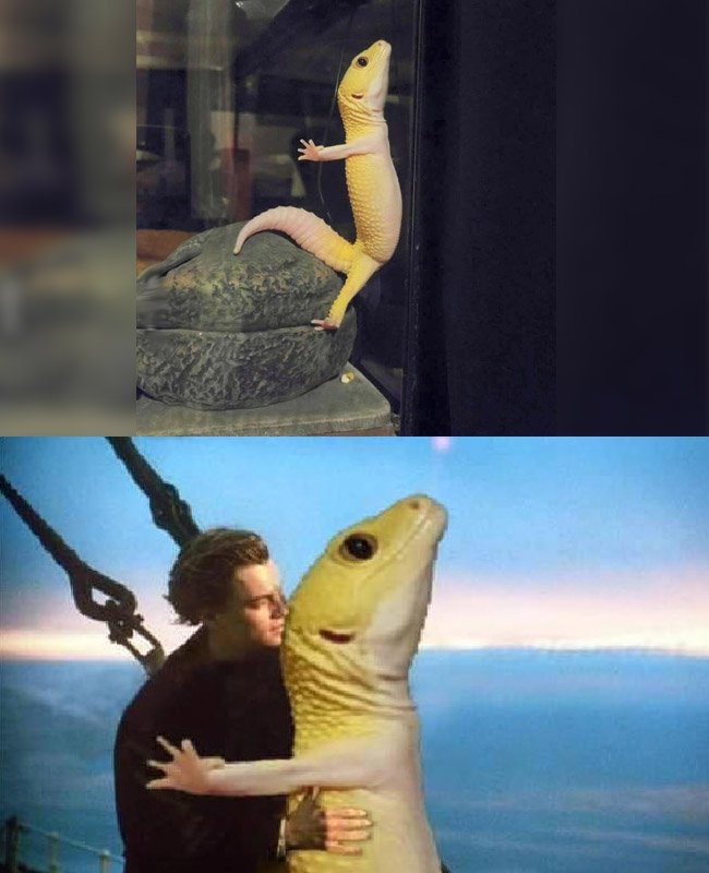 Titanic reptil version - meme