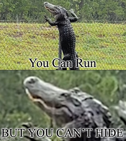 Floridian Alligator - meme