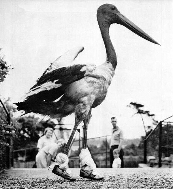Old Photos - Are those ballet slippers on that bird? - meme
