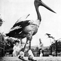 Old Photos - Are those ballet slippers on that bird?