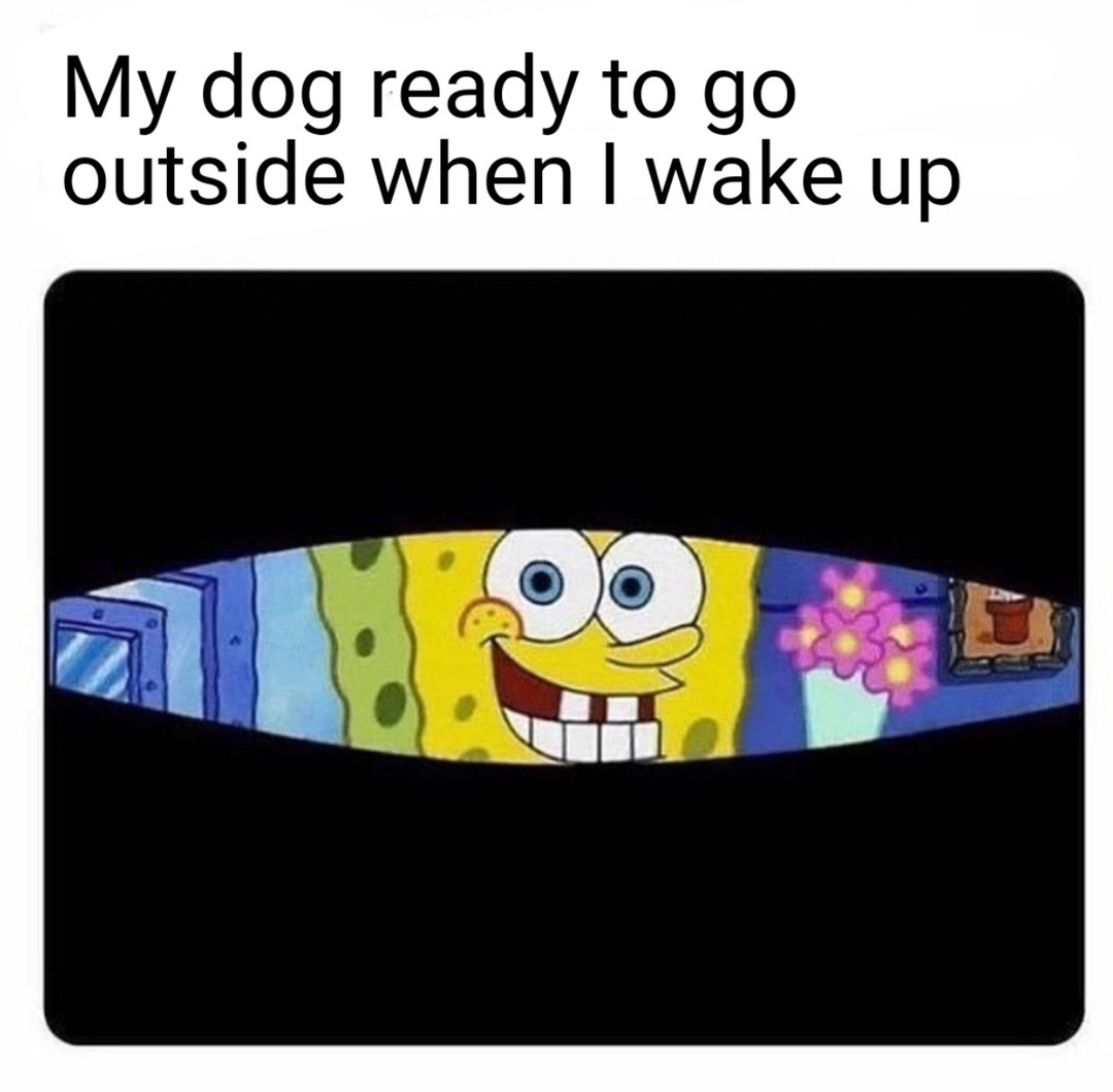 That’s my dog every day - meme