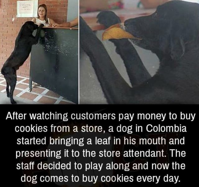 Wholesome dog shopping - meme