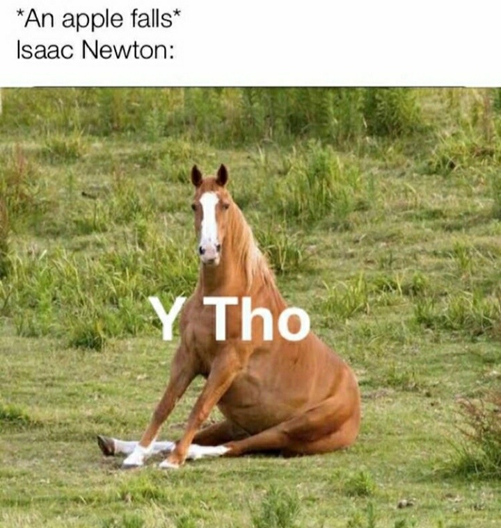 horse kinda sexy tho - meme