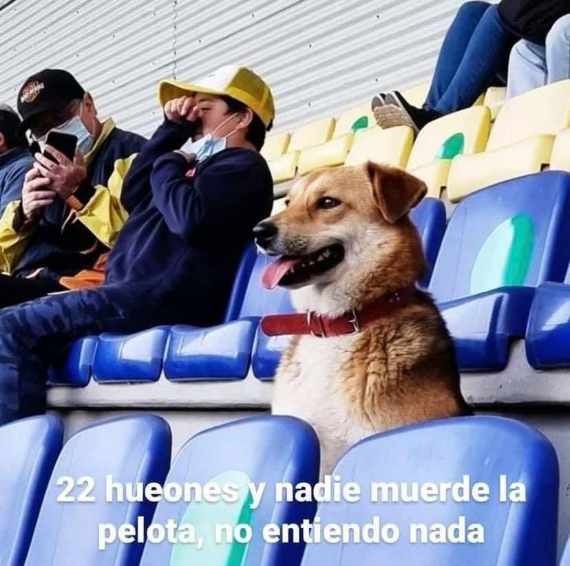 Perros viendo fútbol - meme