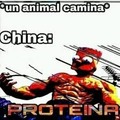 Un animal camina en china