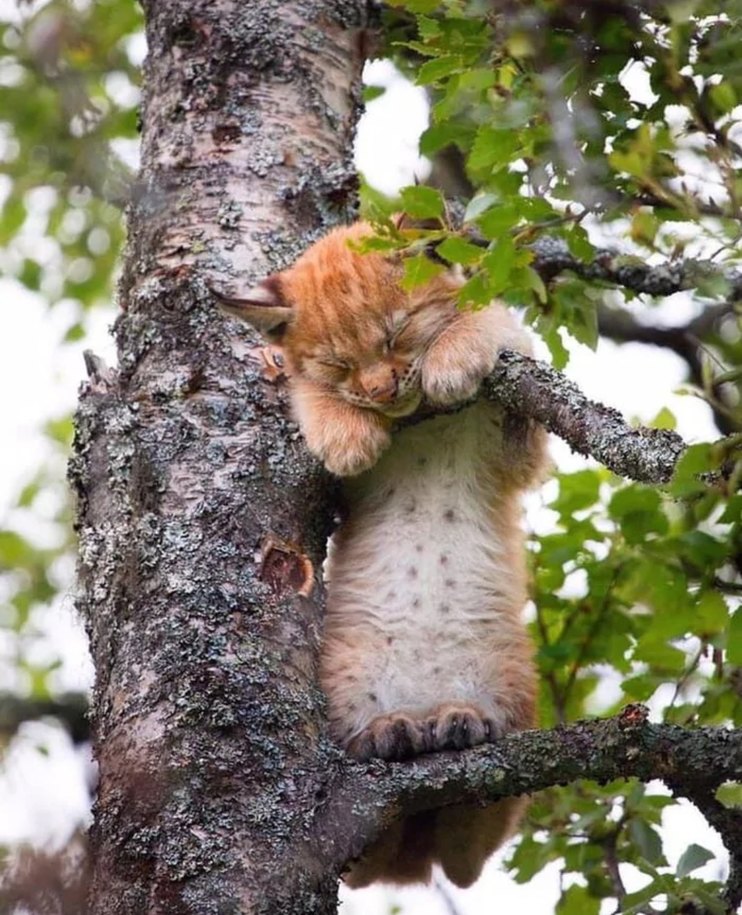 Baby bobcat (lynx) in a tree :socute: - meme