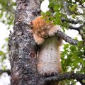 Baby bobcat (lynx) in a tree :socute: