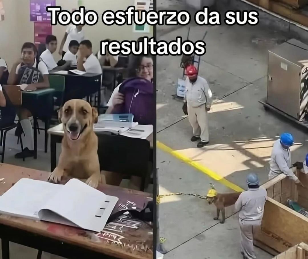 Todo esfuerzo tiene su meme resultado
