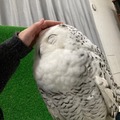Owl pet