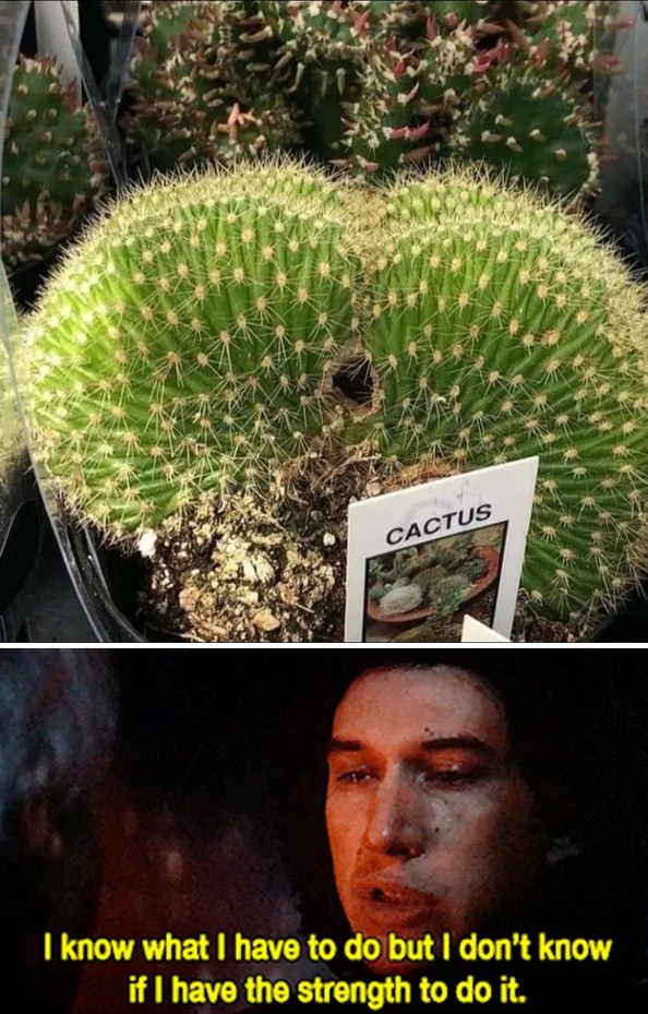 Poke Cartoons Cactus Funny