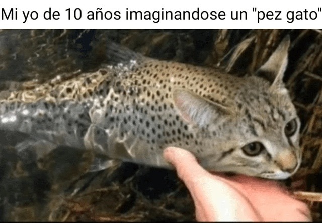 Yo a los 10 imaginando cómo sería un pez gato... y el resultado me asustó - meme
