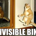 Cat Riding Bike.