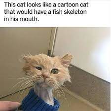 Cartoon Cat - meme
