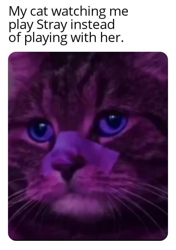 Stray cat meme