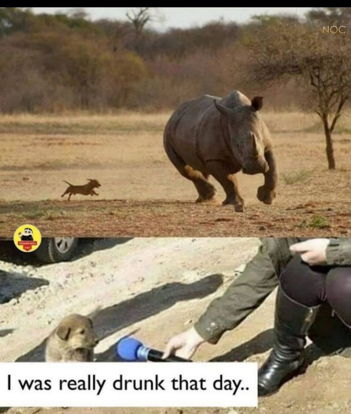Drunk Dog chases Rhino - meme