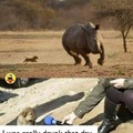 Drunk Dog chases Rhino
