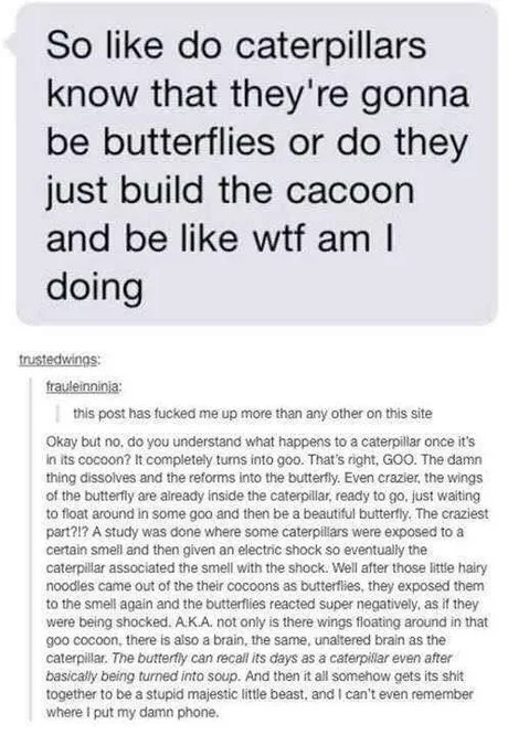 You're about to get informed about caterpillars and butterfiles - meme