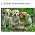 3 formas diferentes de curiosidad