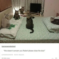 Cat cult