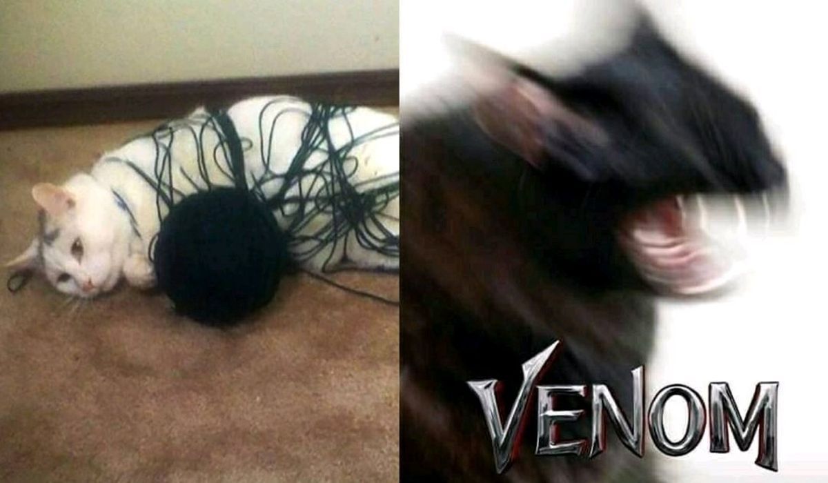 I have another venom meme somewhere