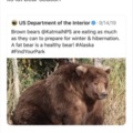 THICC BEAR!!!!
