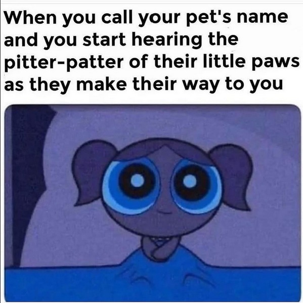 Or the sound of their collar - meme