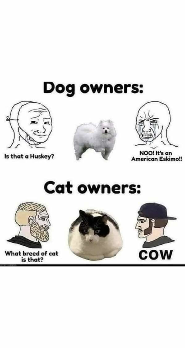 Lil chonky boi - meme