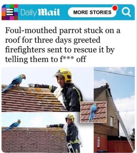 Parrot stuck on a roof greeted firefighters like this - meme